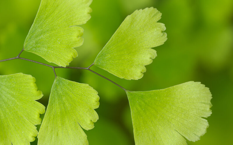 Close-up of green fern leaves