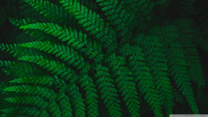 Close-up of Green Fern Leaves — Dark