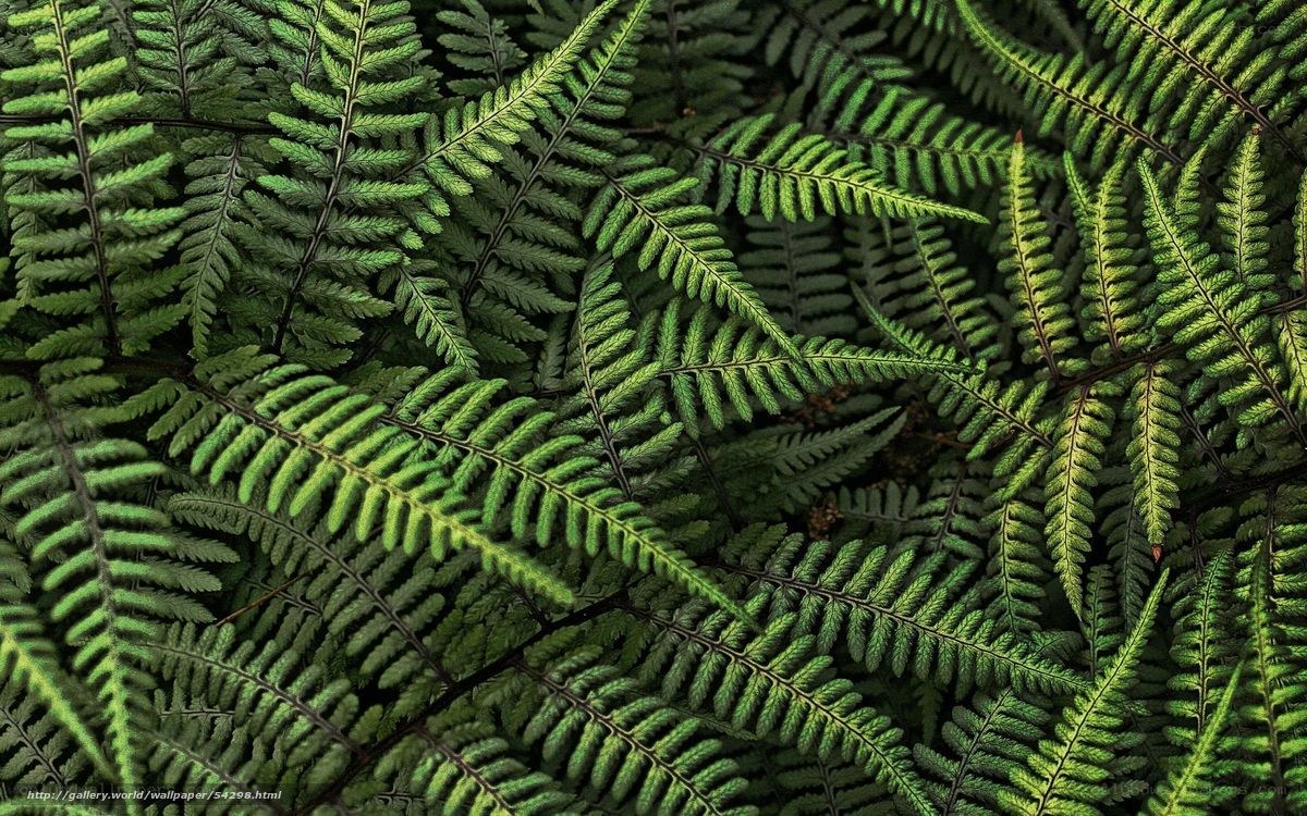 Close-up of green fern leaves