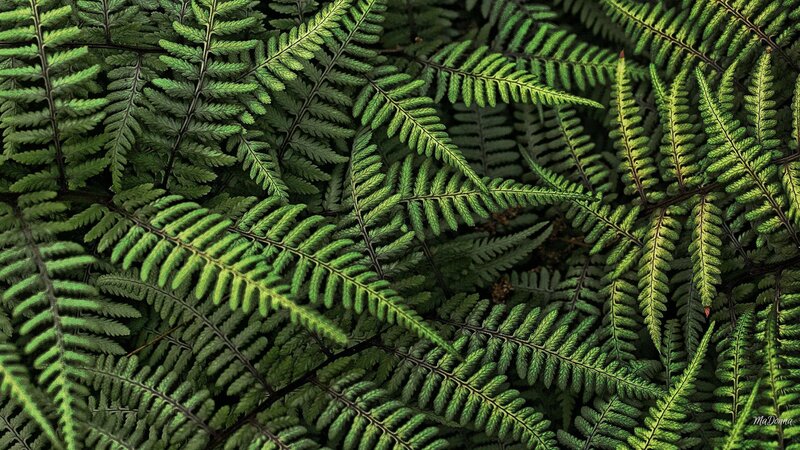 Close-up of Green Ferns