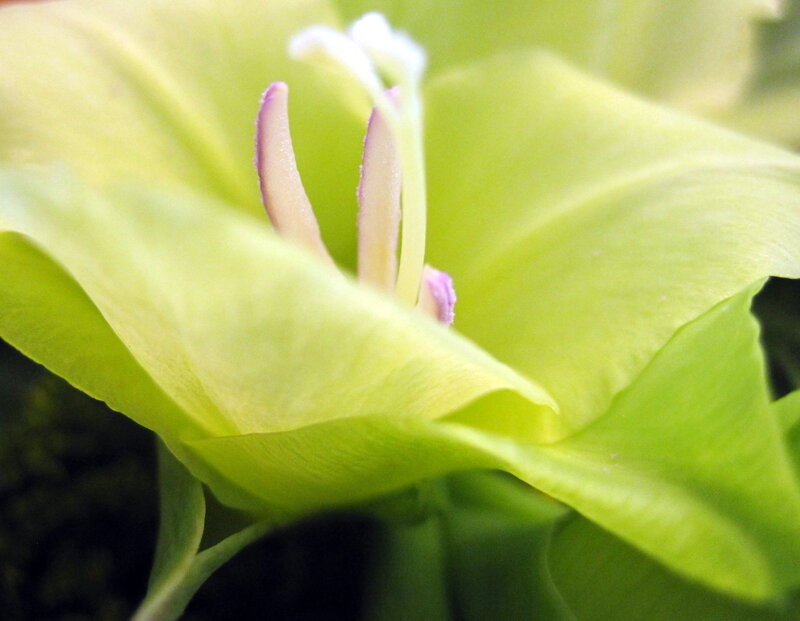Close-up of Green Flower — Calm, Photograph