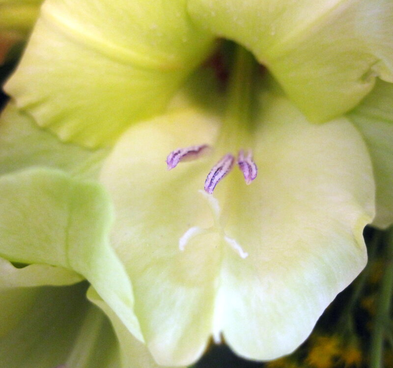 Close-up of Green Flower — Calm