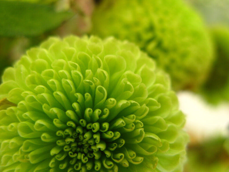 Close-up of green flower