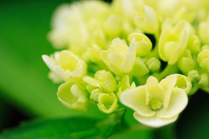 Close-up of green flowers