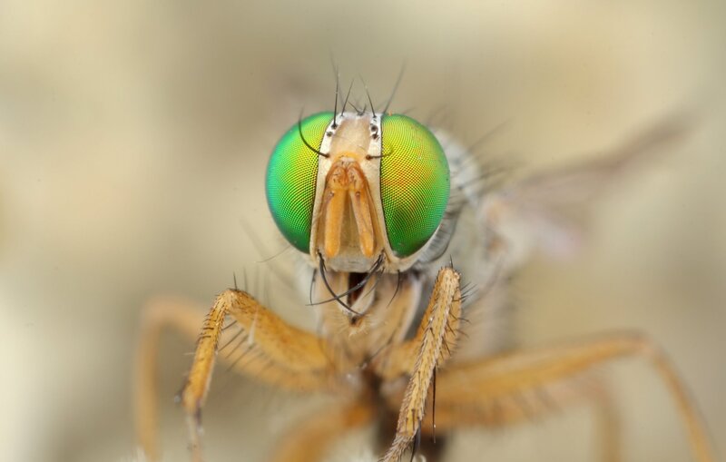 Close-up of Green Fly — Neutral
