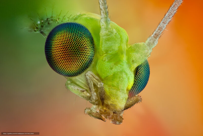Close-up of Green Fly