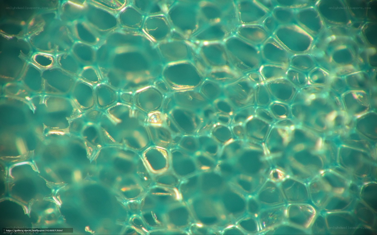 Close-up of green foam texture