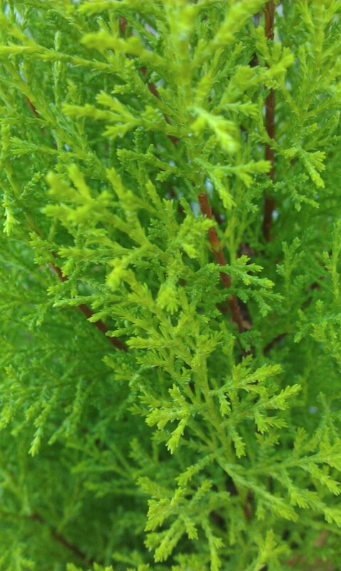 close-up of green foliage