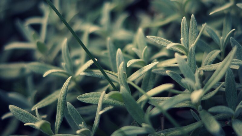 close-up of green foliage