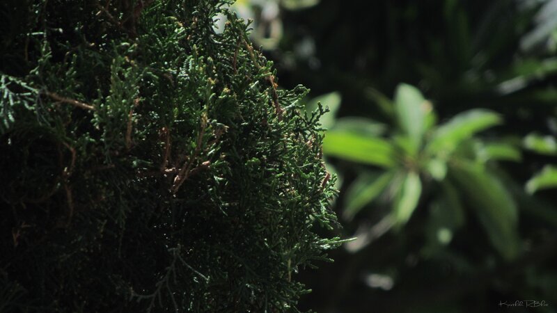 close-up of green foliage