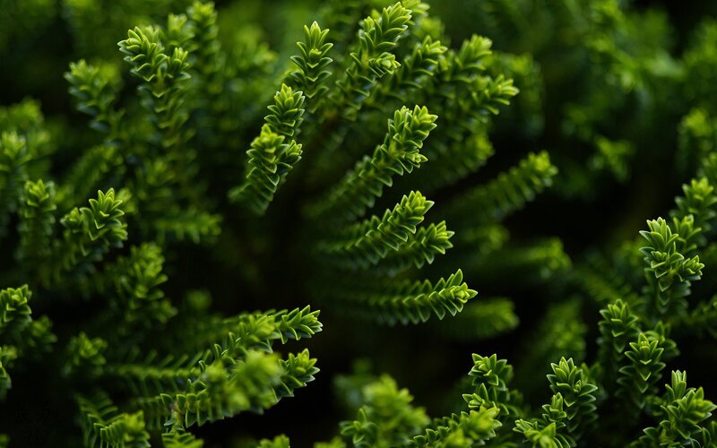 close-up of green foliage