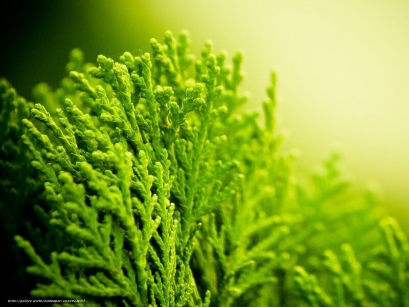 Close-up of green foliage