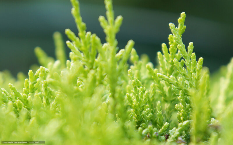 Close-up of green foliage