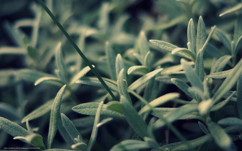 Close-up of green foliage