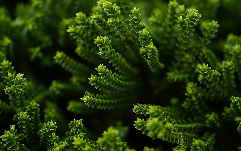 close-up of green foliage