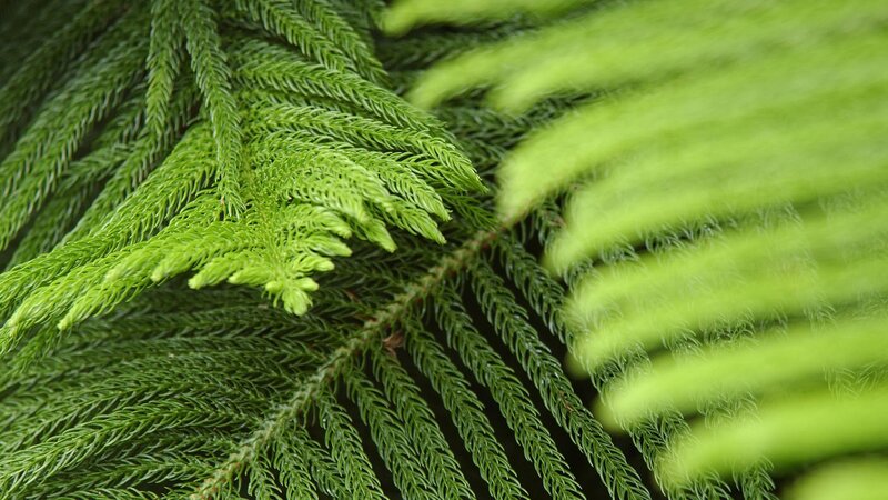 Close-up of green foliage