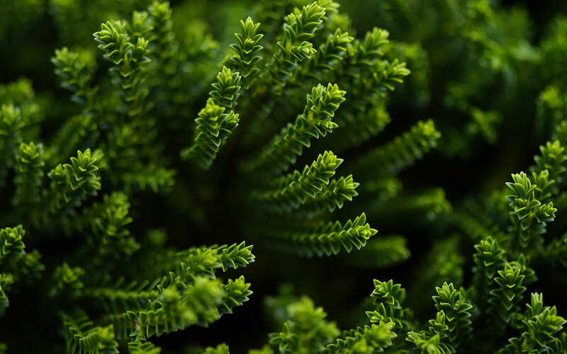 Close-up of Green Foliage — Calm