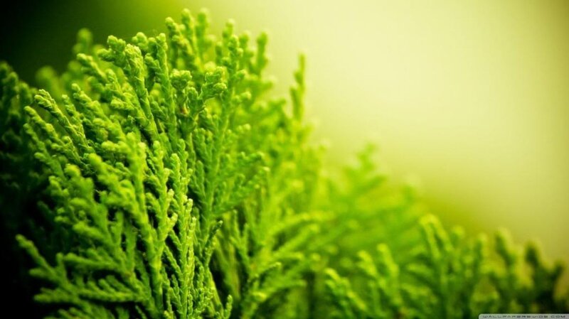 Close-up of Green Foliage — Serene