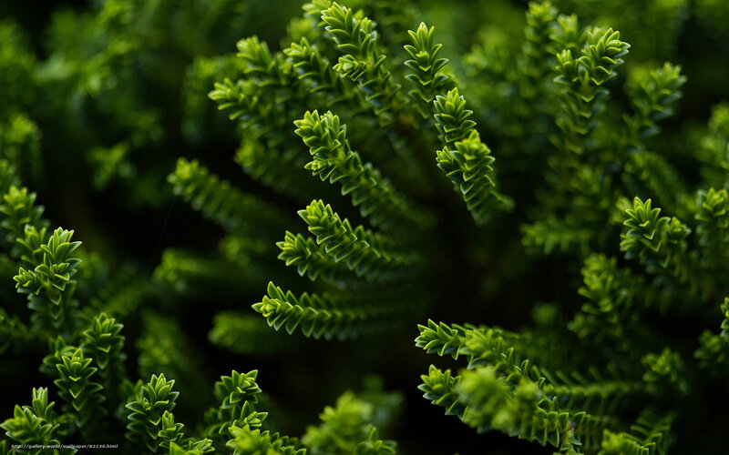 Close-up of green foliage