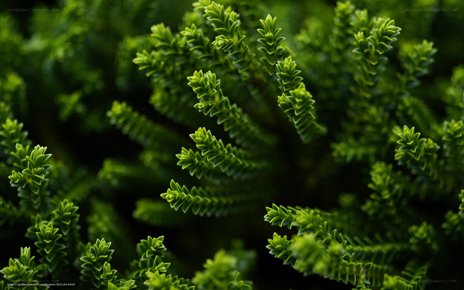 Close-up of green foliage