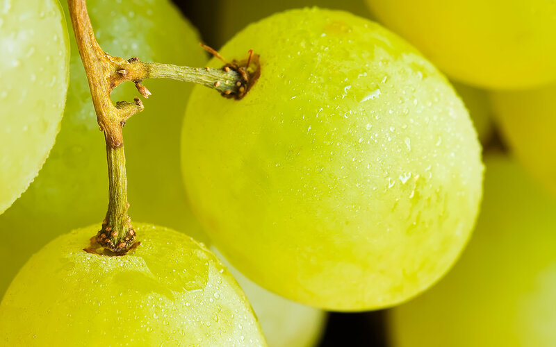 Close-up of green grapes