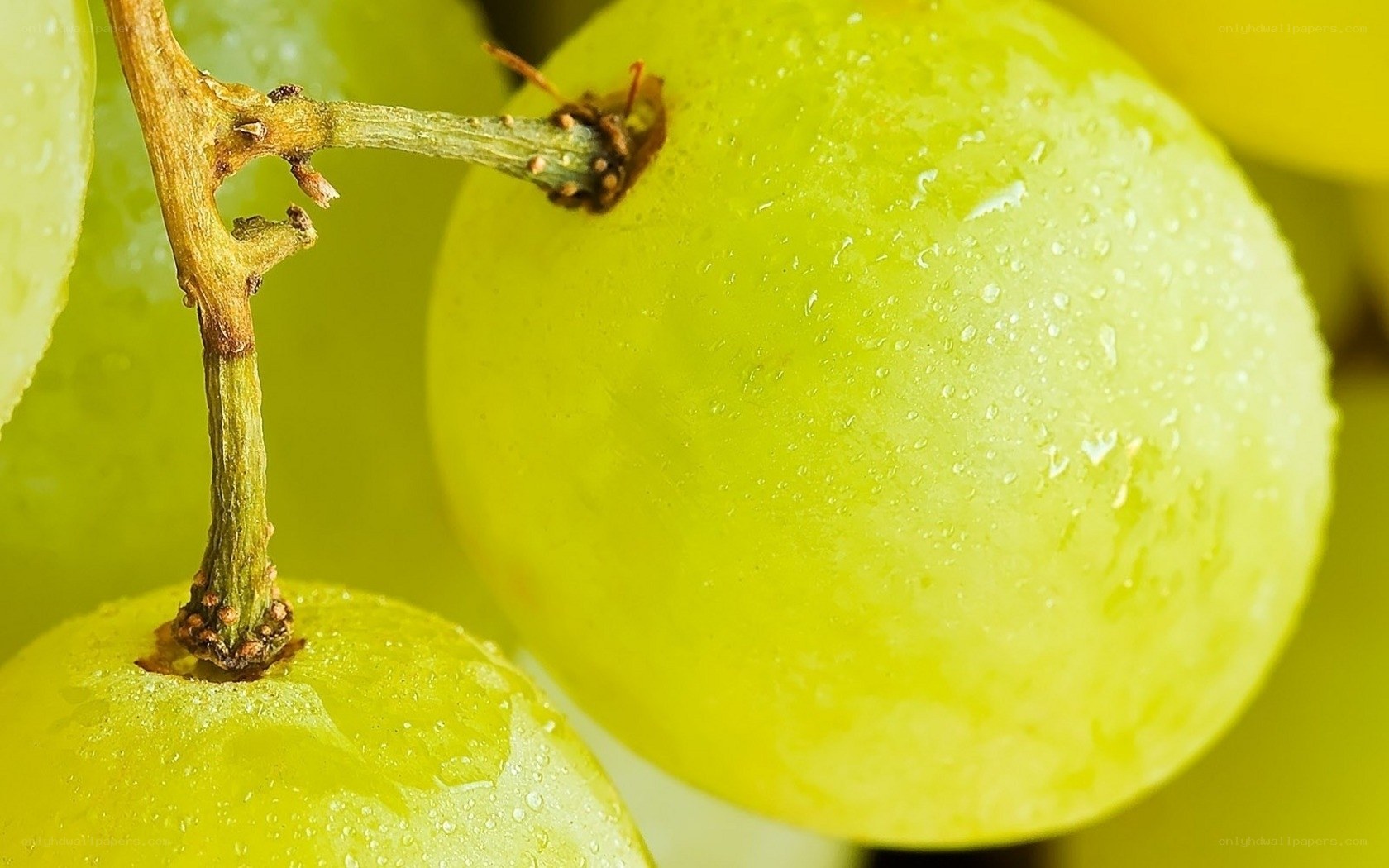 Close-up of green grapes