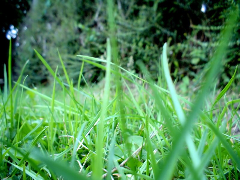 Close-up of green grass