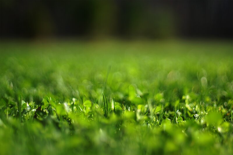 Close-up of green grass