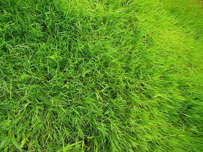 close-up of green grass