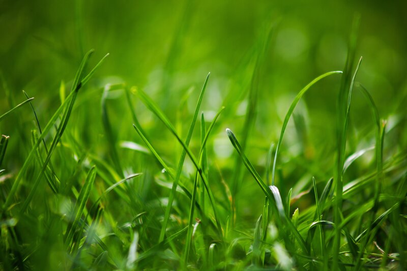 Close-up of green grass