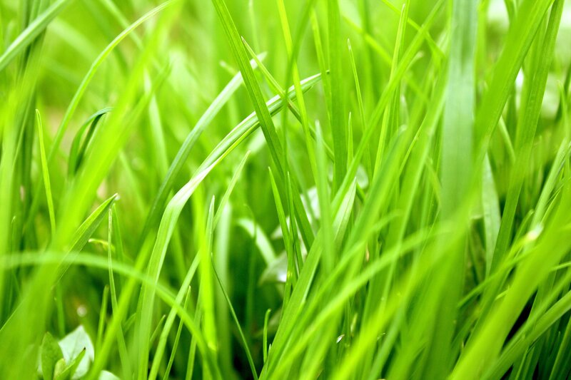 Close-up of green grass