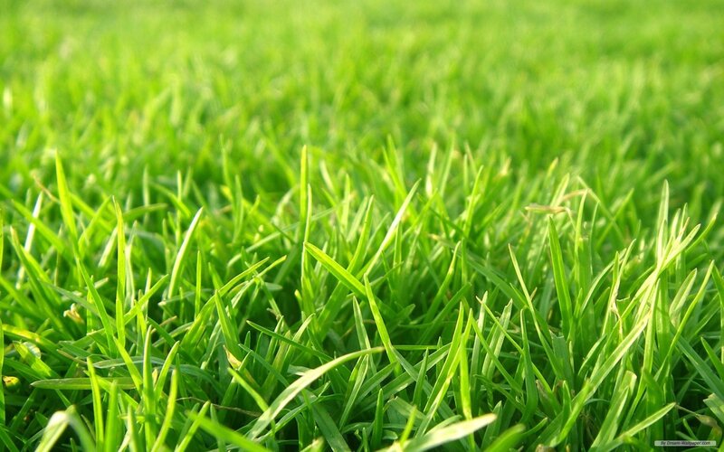 close-up of green grass