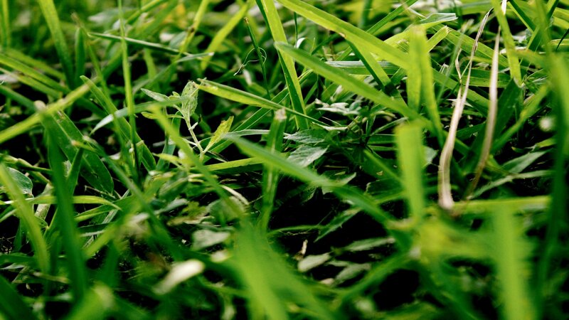 close-up of green grass