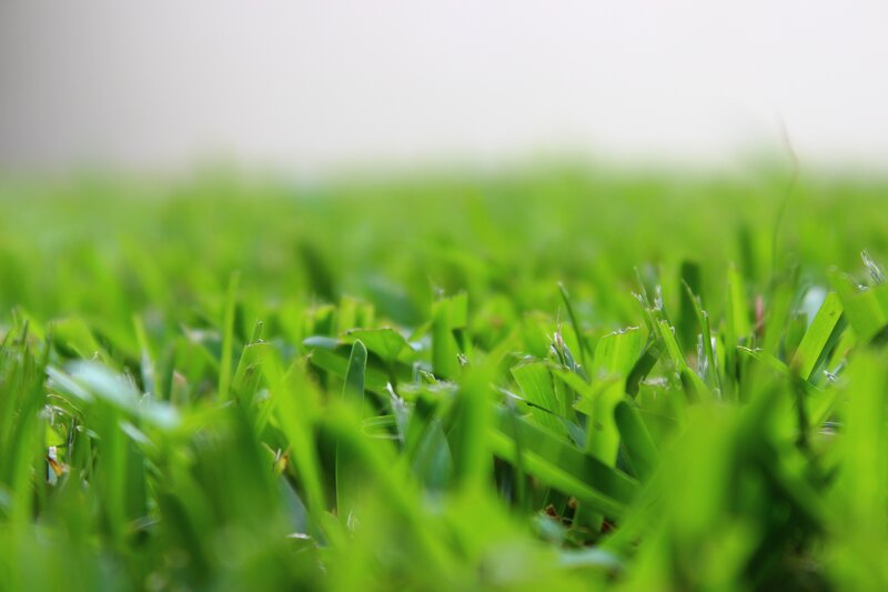 close-up of green grass