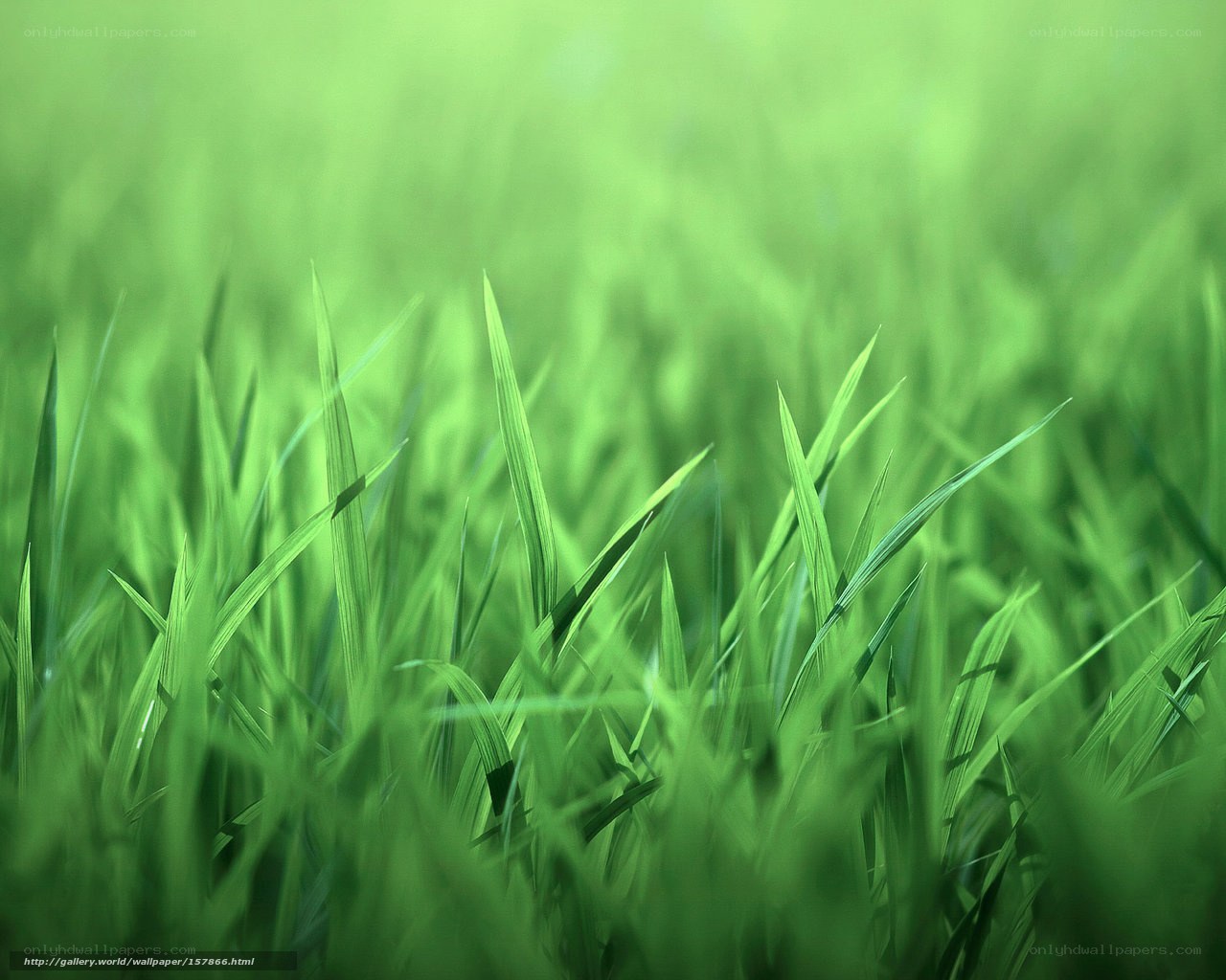 Close-up of green grass