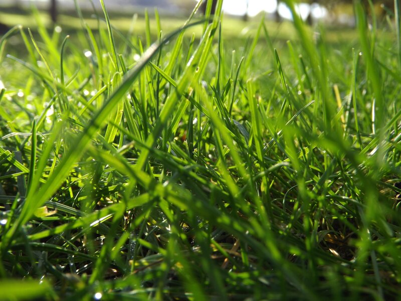 Close-up of green grass