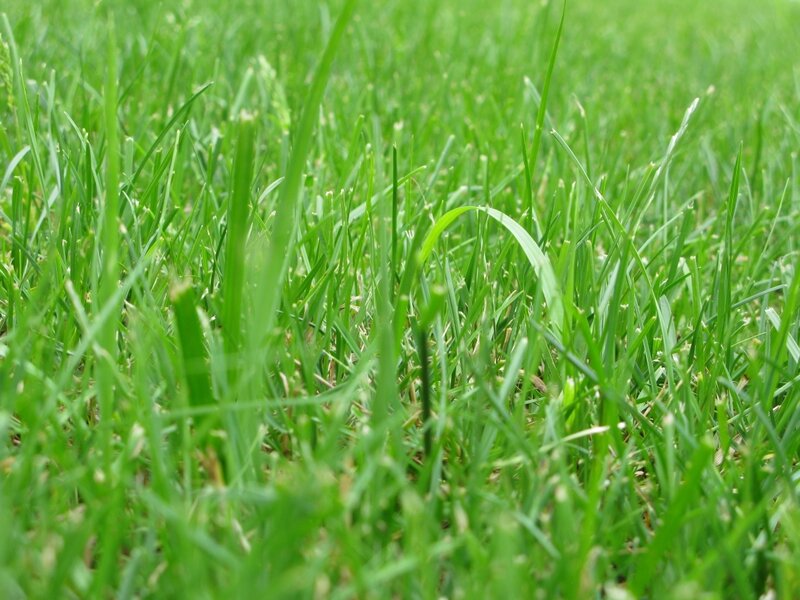 close-up of green grass