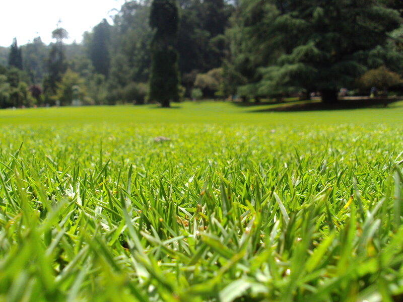 close-up of green grass