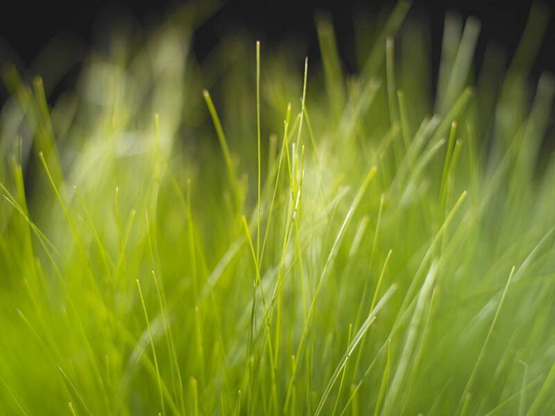 Close-up of green grass