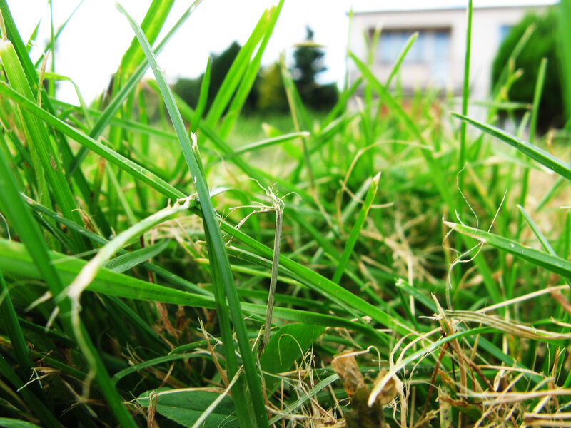 Close-up of green grass