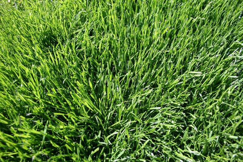 close-up of green grass