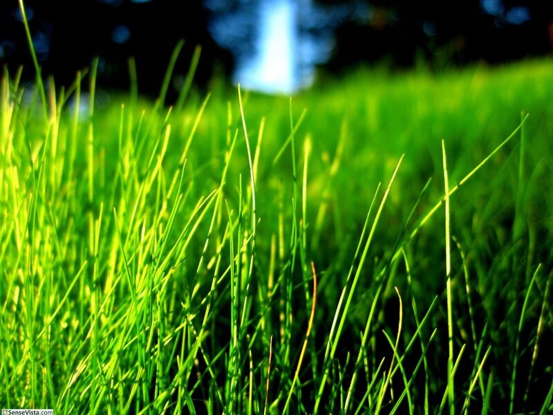Close-up of green grass