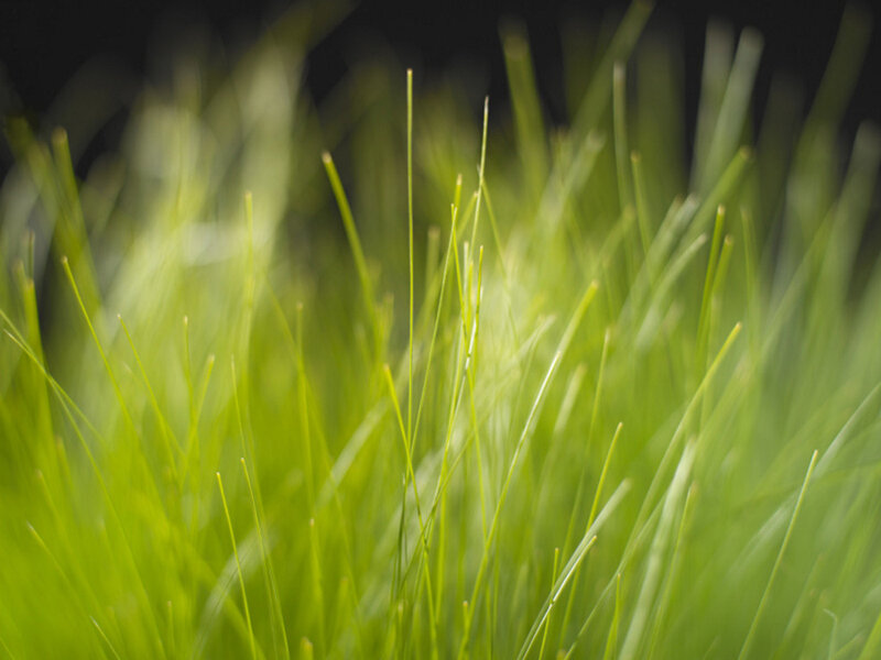Close-up of green grass