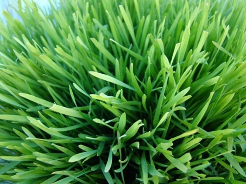 close-up of green grass