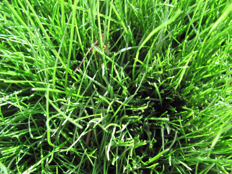 Close-up of green grass