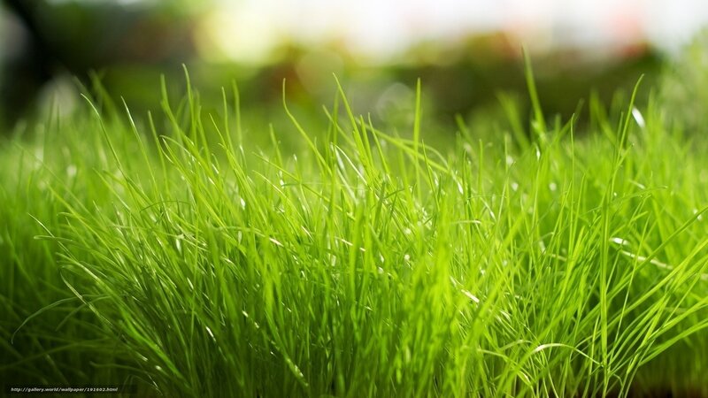 Close-up of green grass