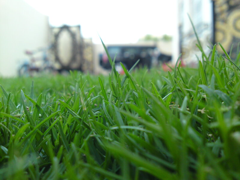 close-up of green grass