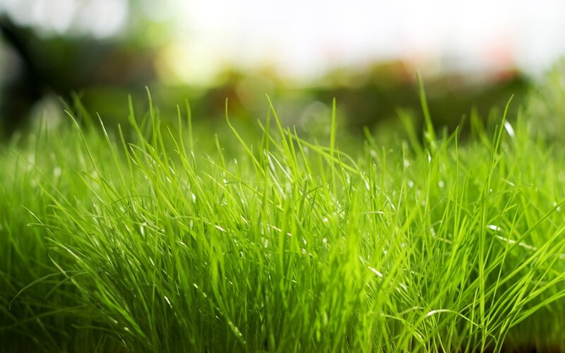 Close-up of green grass