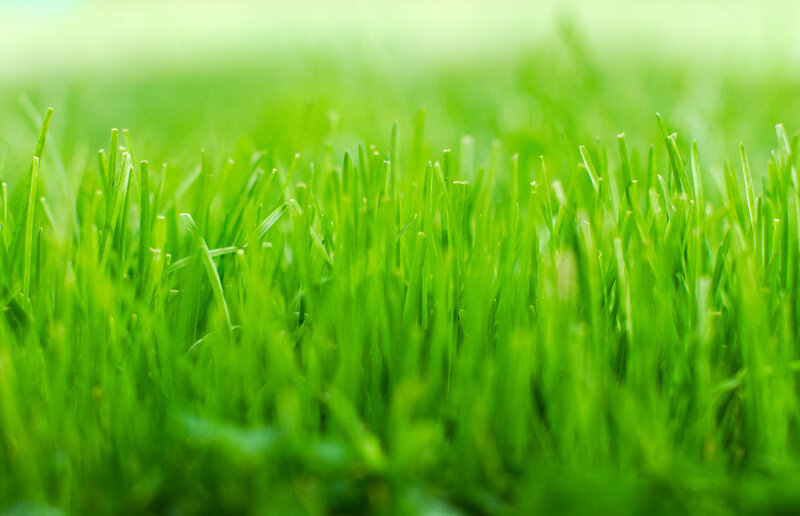 Close-up of green grass