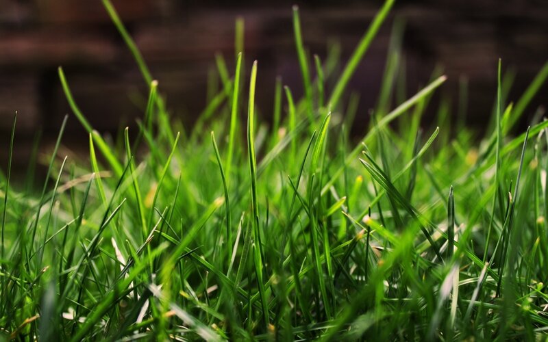 Close-up of green grass